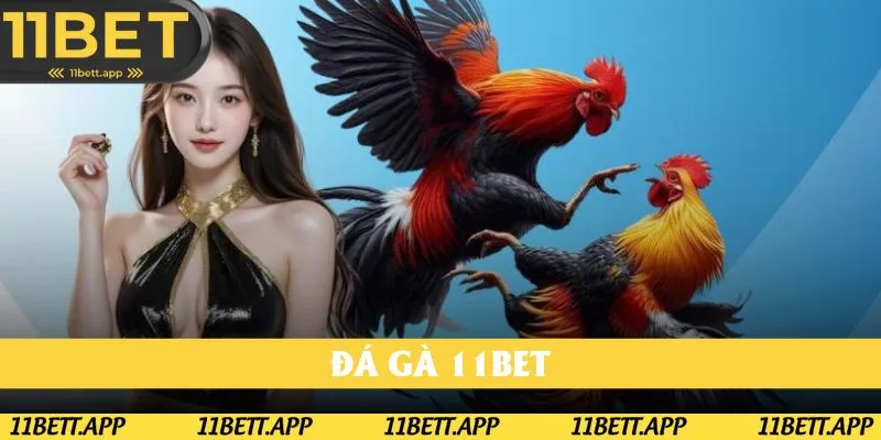 Đá gà đỉnh từ các đối tác uy tín